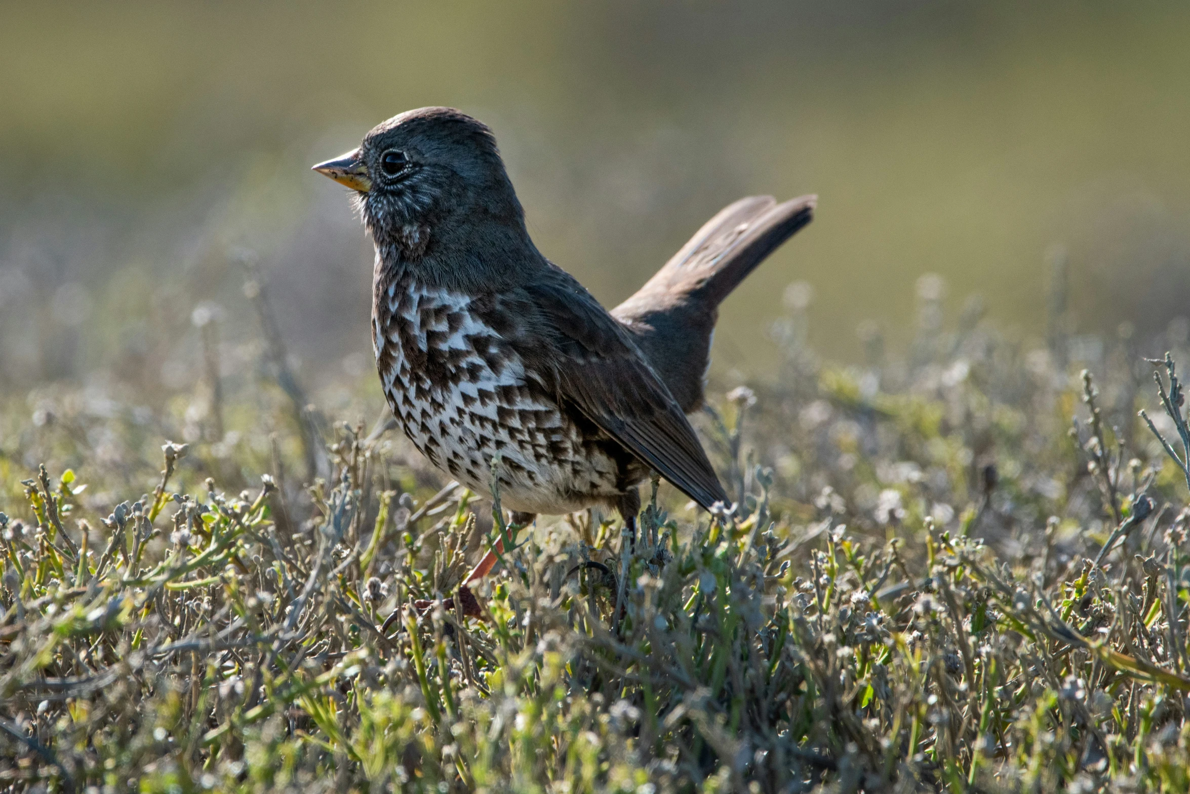 a small bird sitting in the grass