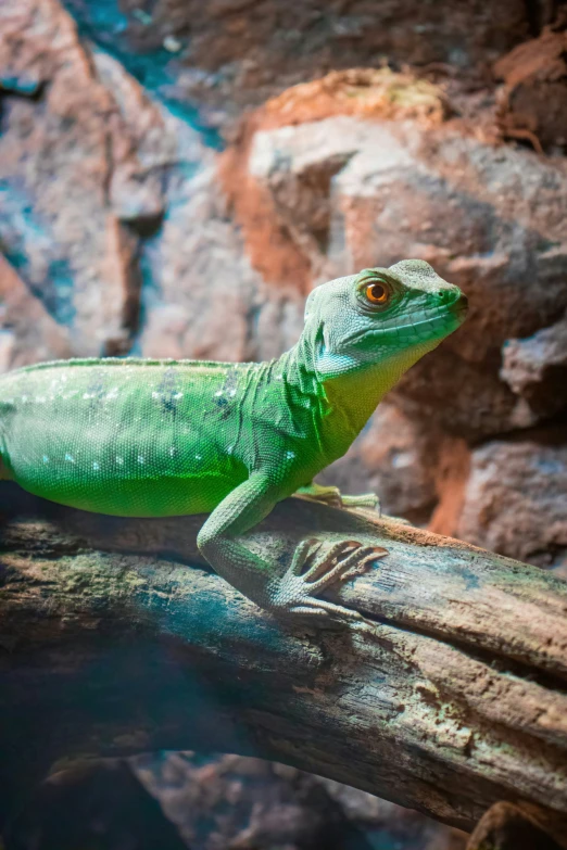 an iguado on a nch of a tree in a zoo