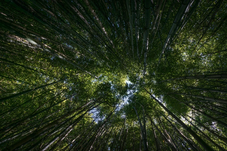 looking up into a green forest from the ground