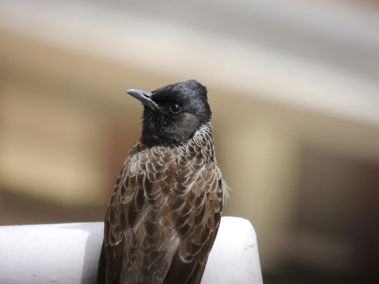 a black and brown bird standing on the edge of a building