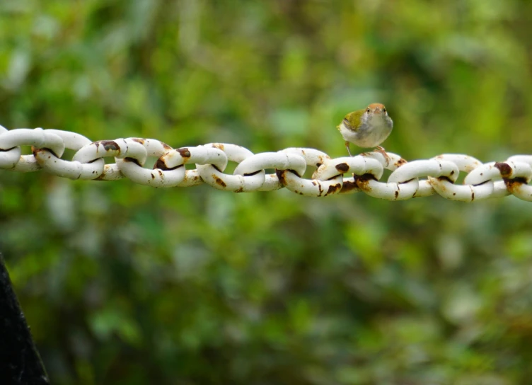 a small bird perched on a piece of white string