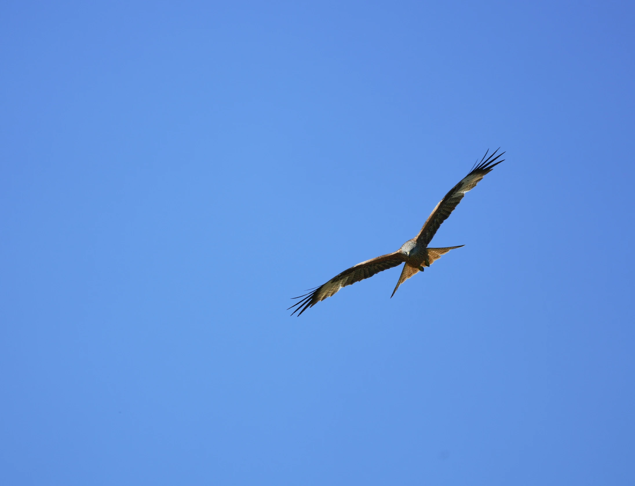 an image of a large bird flying in the sky