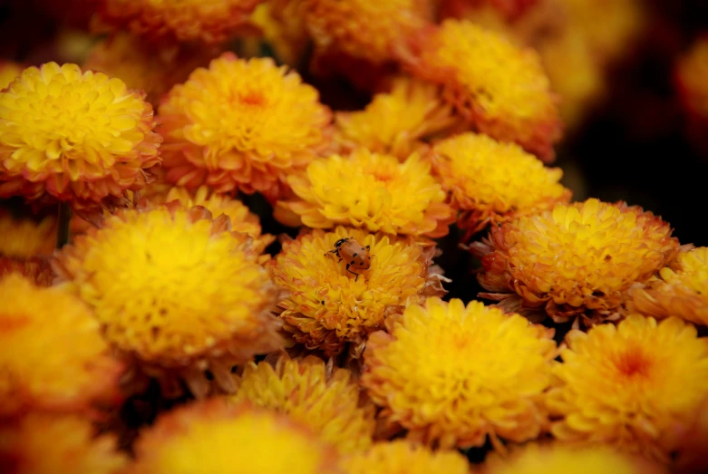closeup s of orange and yellow flowers