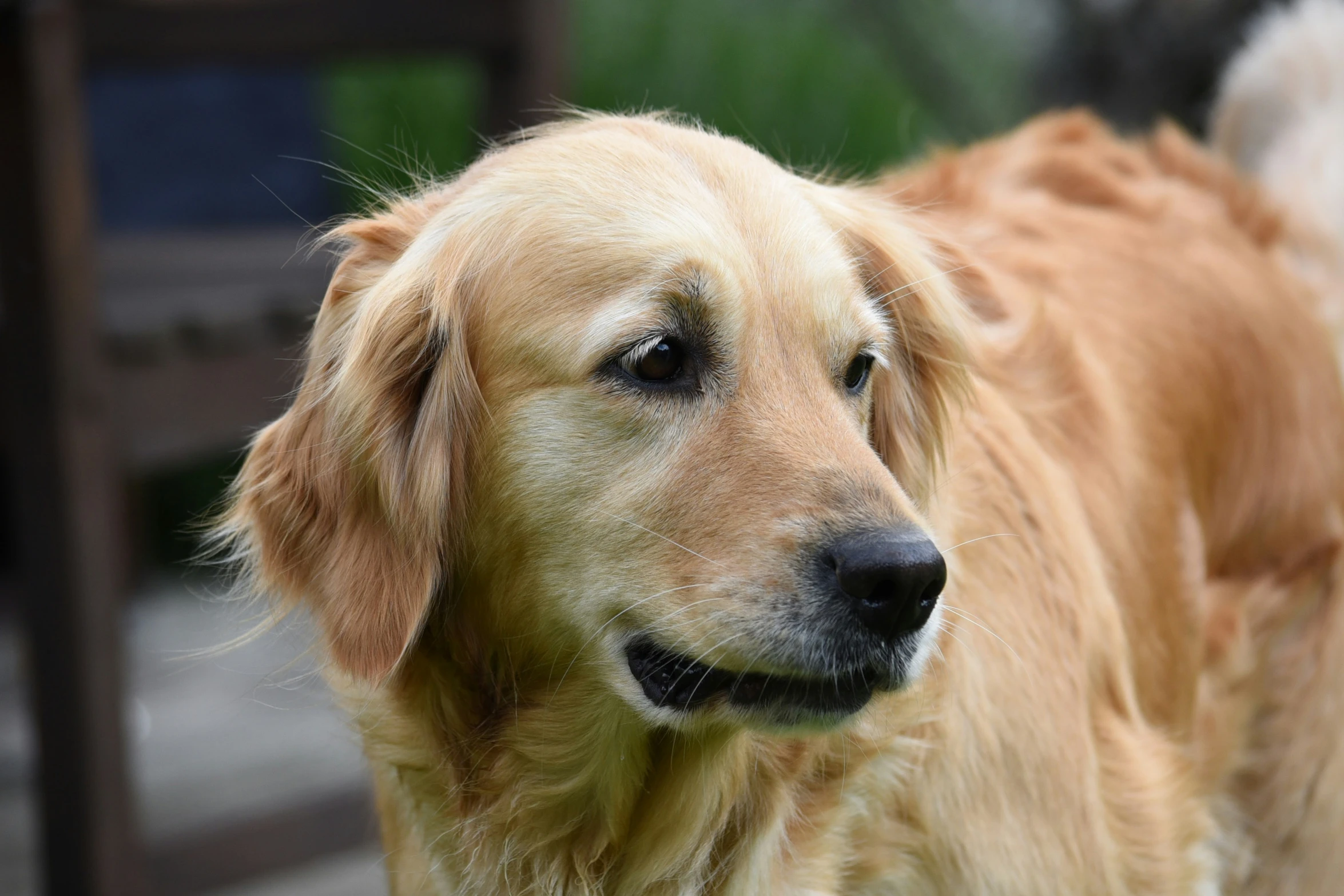 a close up po of a dog with a very long coat