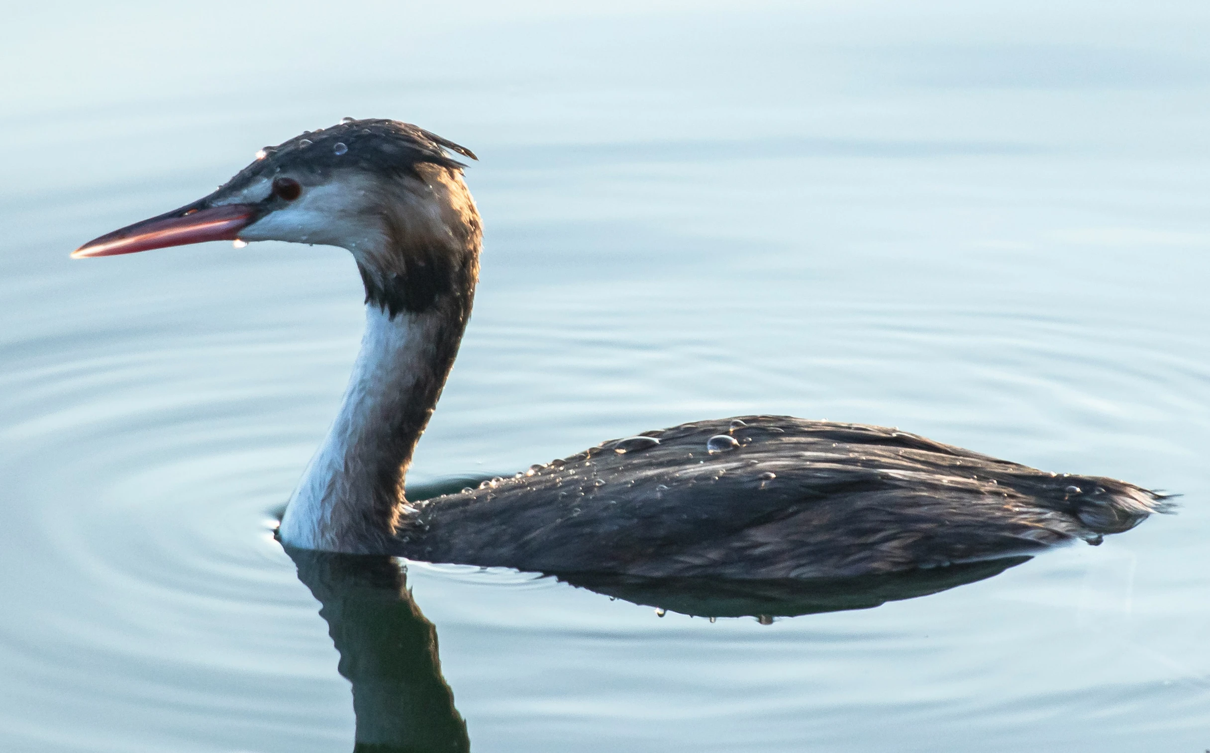 a bird with a pink beak floating on top of water