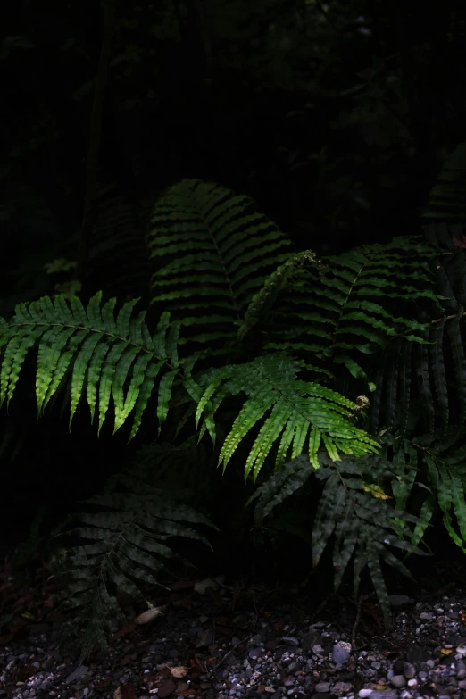 a green plant in the middle of a forest