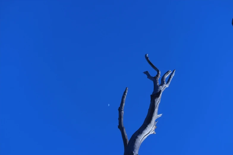 a lone bird sits on the nches of a bare tree