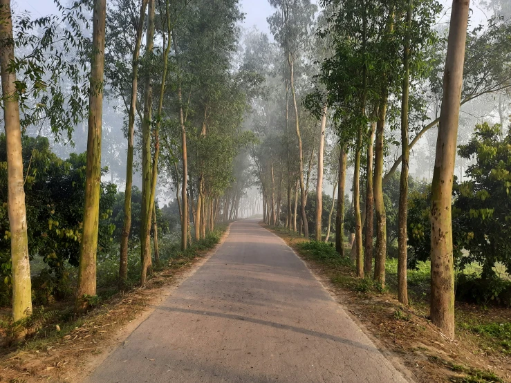 a trail with trees lining both sides leading into the woods