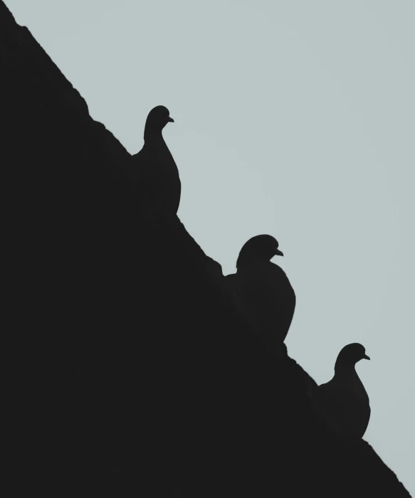 two black and white birds are sitting on a wall