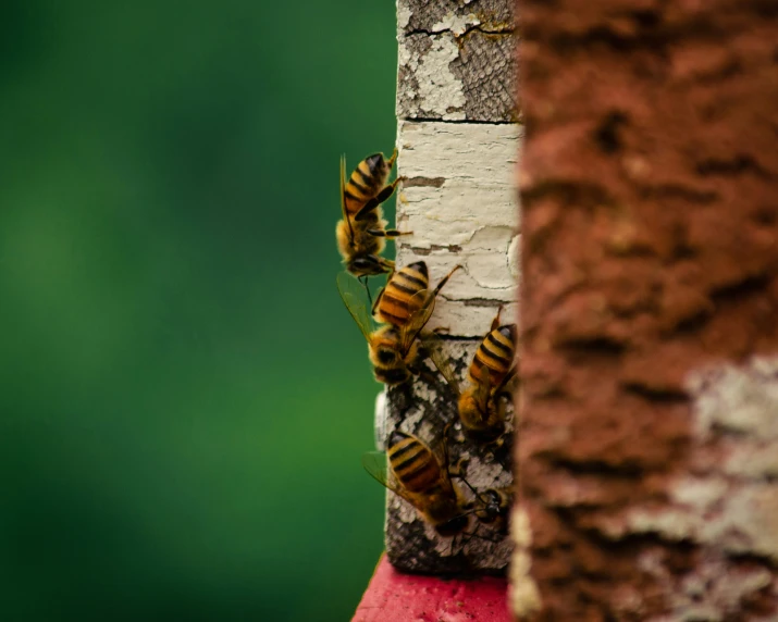 three bees clinging to a birch tree, some touching