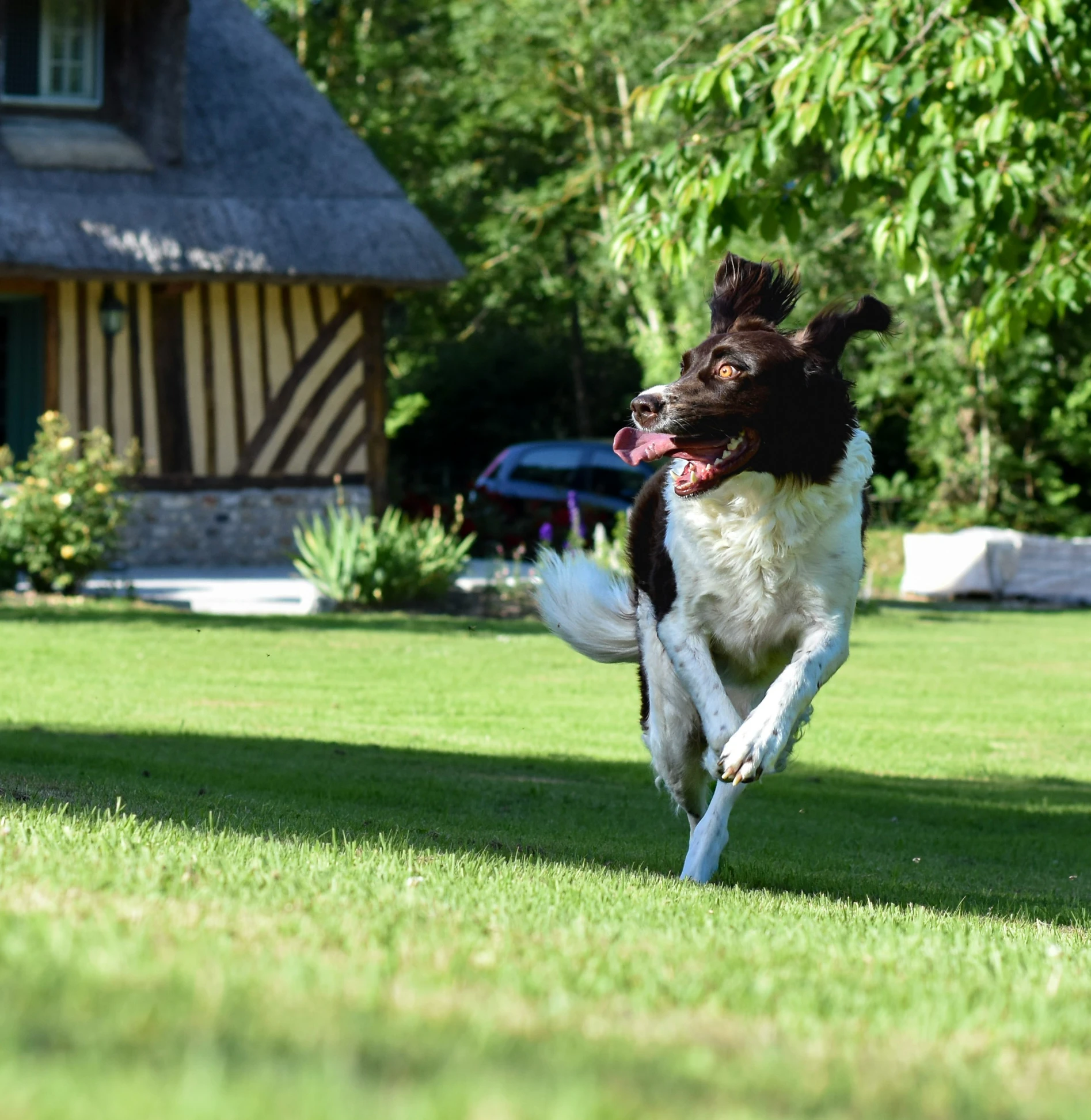 the dog is running in the yard with the frisbee