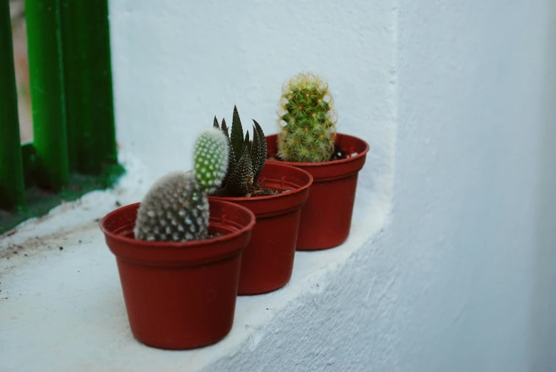 three potted plants in one are sitting on a ledge