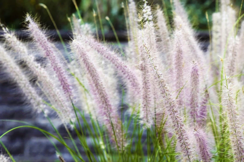 purple flowers growing out of the grass next to a creek