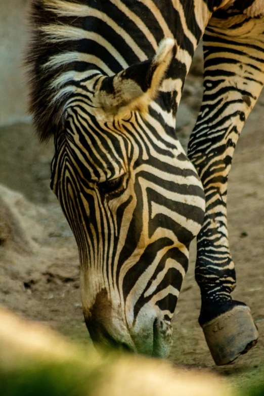 the ze is rubbing down near the ground eating from a large bowl