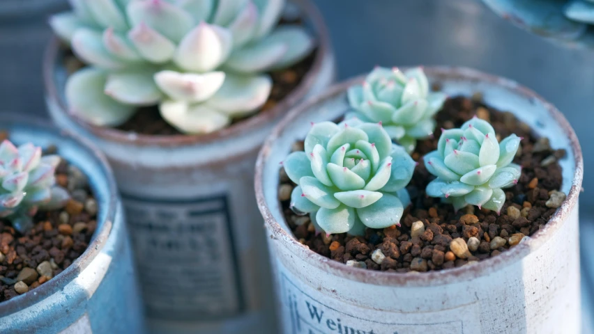 a close up view of three potted plants on a table