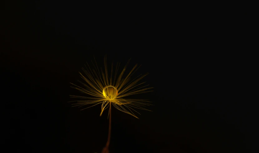 the light shines on a tall yellow flower