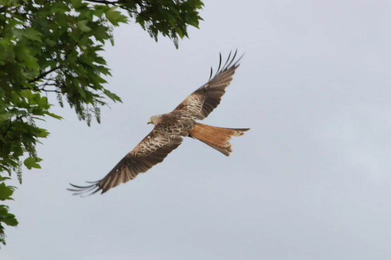 a bird flying high up in the sky