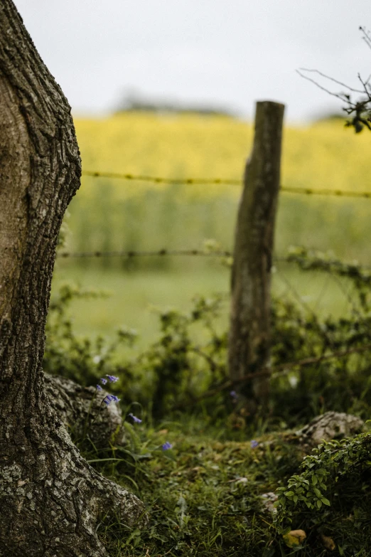 an animal that is standing on the grass near a fence