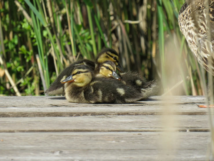 two ducks sit in front of each other near a bird