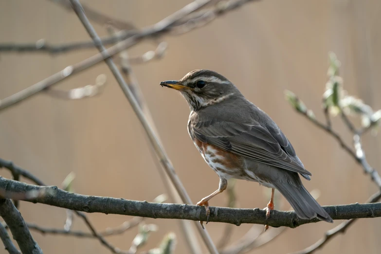 a gray and white bird perched on top of a tree nch