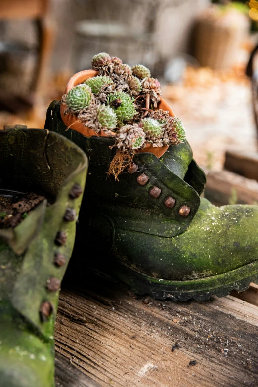 a pair of green boots with green plants sitting on top of it