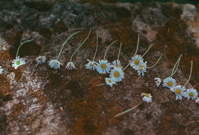 small white flowers growing on the side of a rock