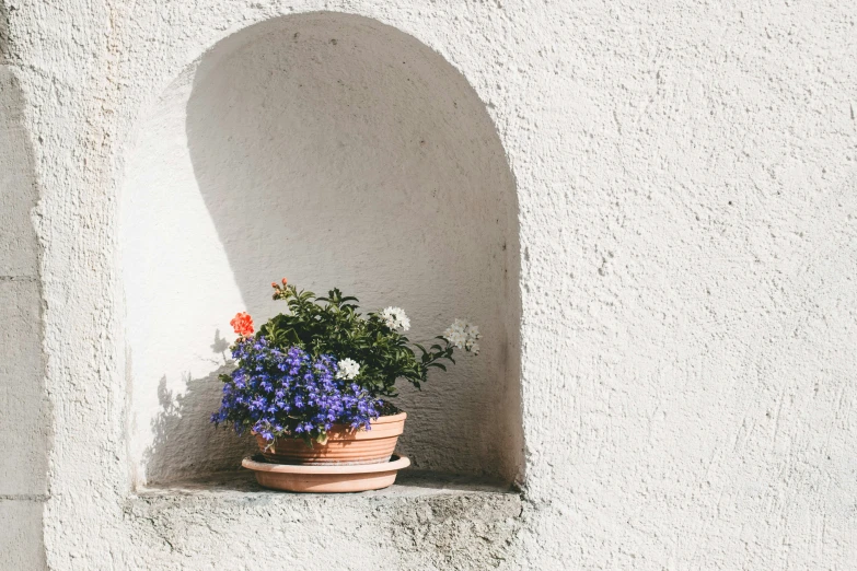 a potted plant in front of a white wall