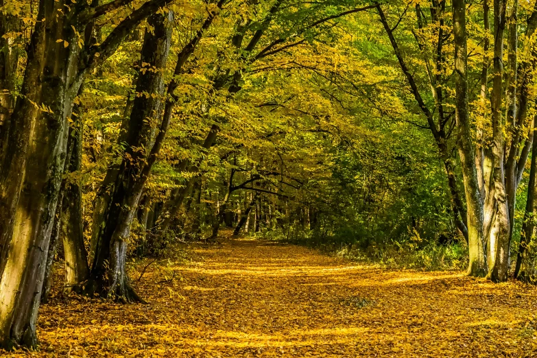 an image of a road that goes between many trees