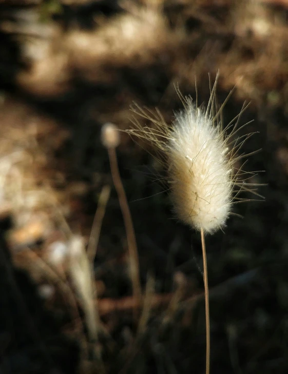 some sort of white flower growing on the side of a road