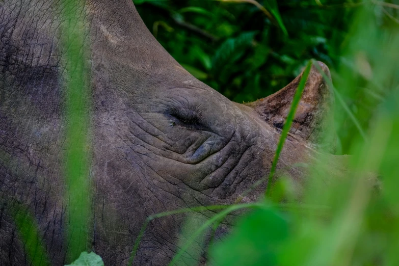 the rhino is standing in the grassy area