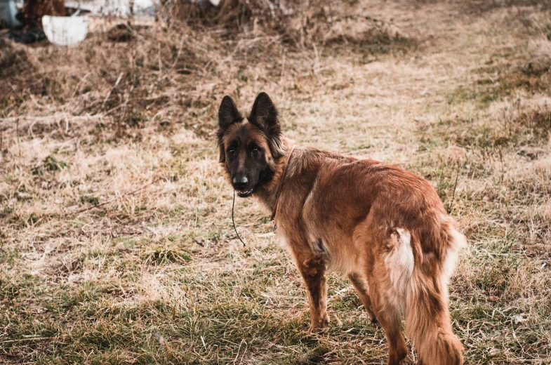 a dog looking ahead while standing in the grass