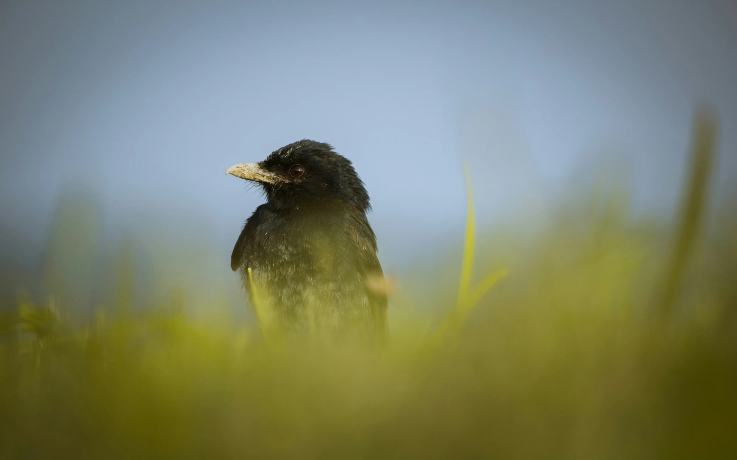 a bird sitting in the middle of a grassy field