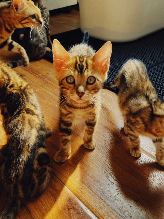 three striped kittens are standing in the sun on a hardwood floor