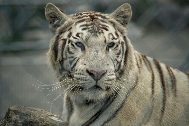 a white tiger sitting on top of a rock