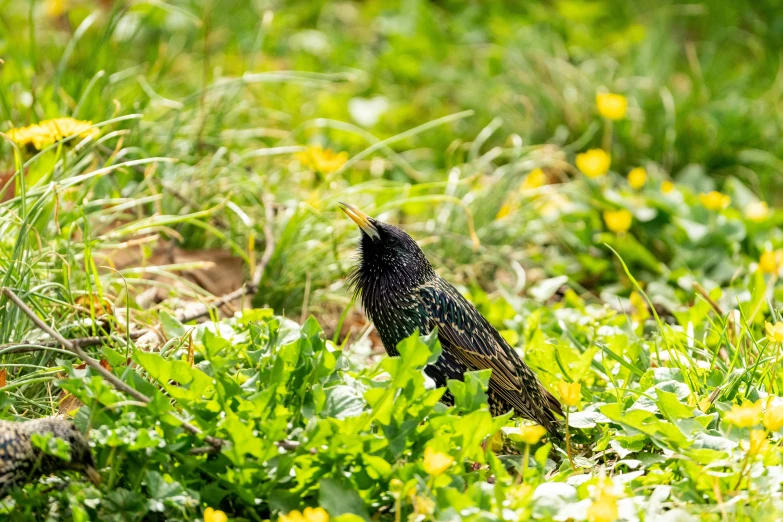 a small black bird stands in the grass next to some flowers