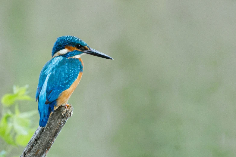 a blue bird sitting on top of a tree nch