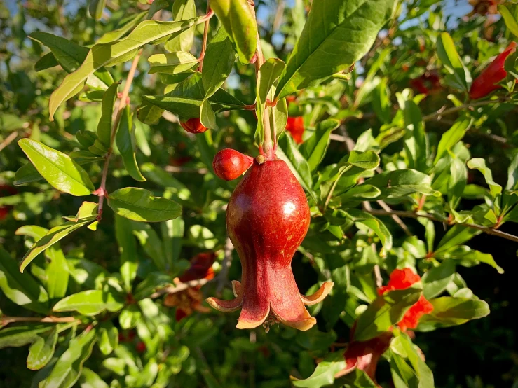 the fruit is on the tree with the leaves