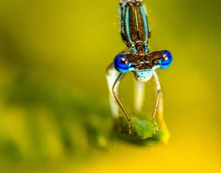 a blue bug sitting on a leaf looking around