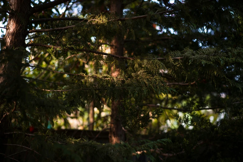 a view of trees from behind the tops of the trees