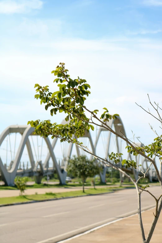 a tree on the side of a road in front of a bridge