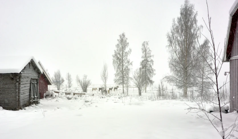 an image of snowy scenery with cows in the background