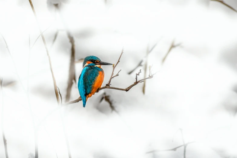 an orange and blue bird is perched on a nch