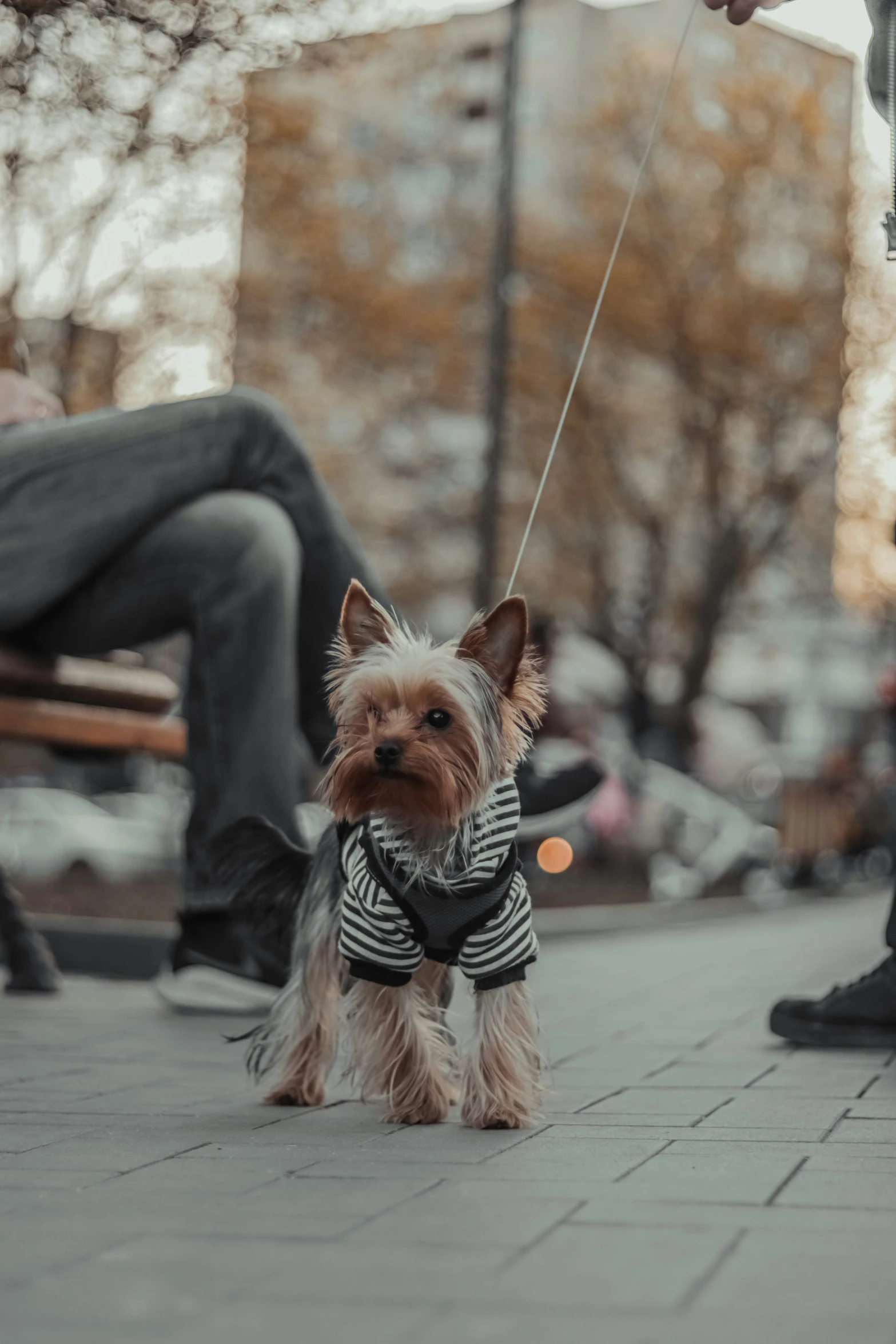 a small dog walking on a leash down a city street