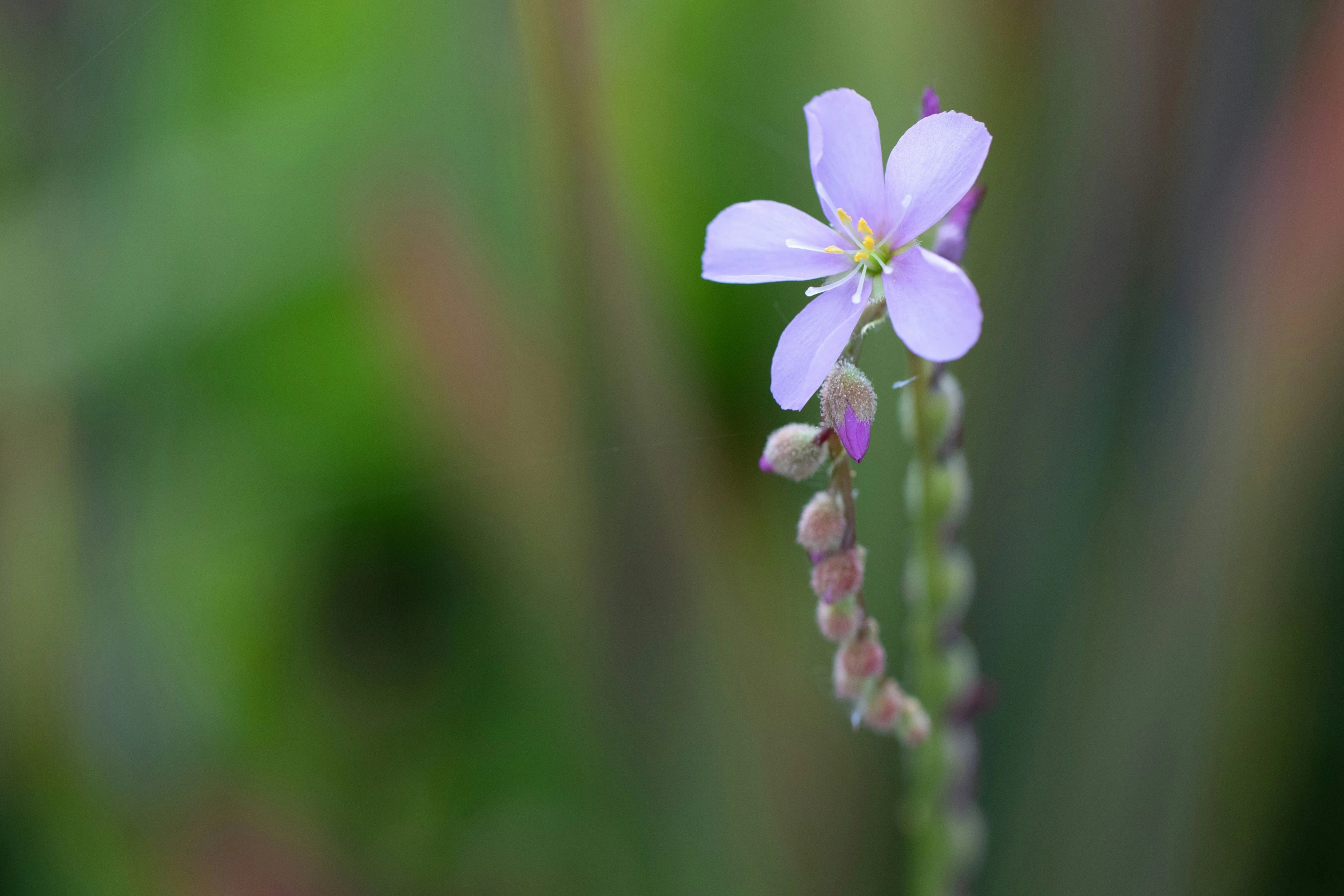 small flower with white and purple flowers in a green field