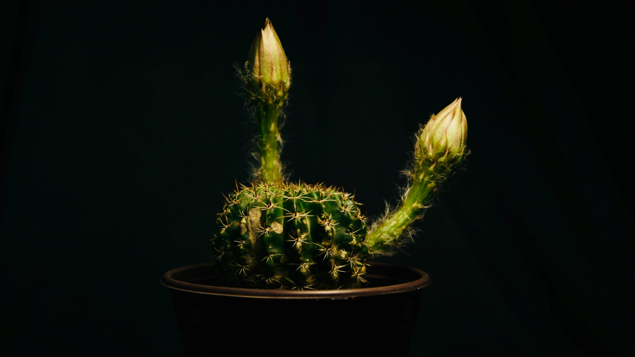 a small green plant with lots of buds on it