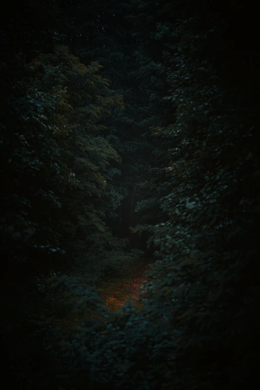 a path through the woods at night