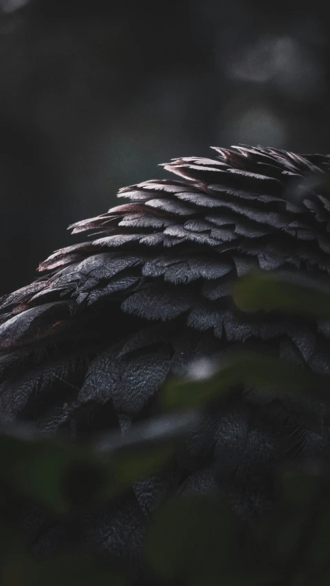 an image of a bird's wing and the dark background