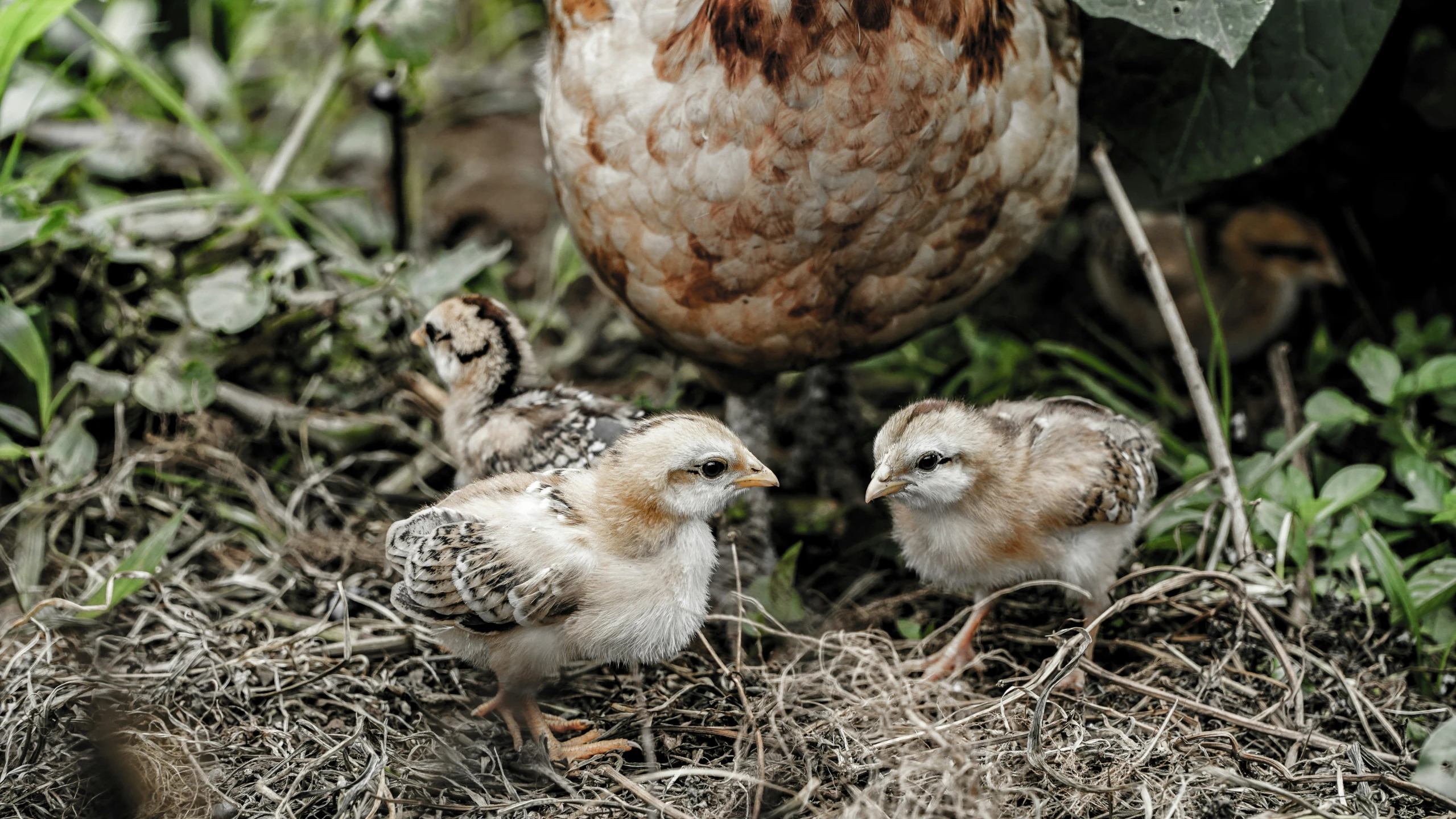 three little birds in the grass with their heads together