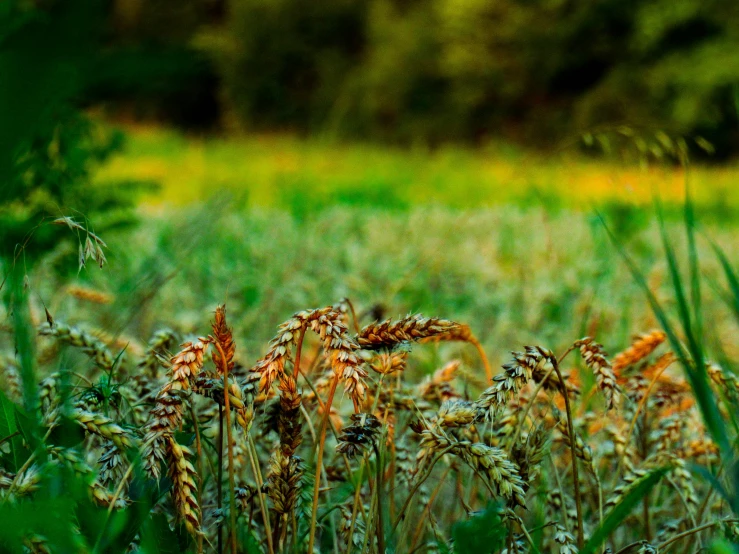 a grass field has plants in it and there is light on the background