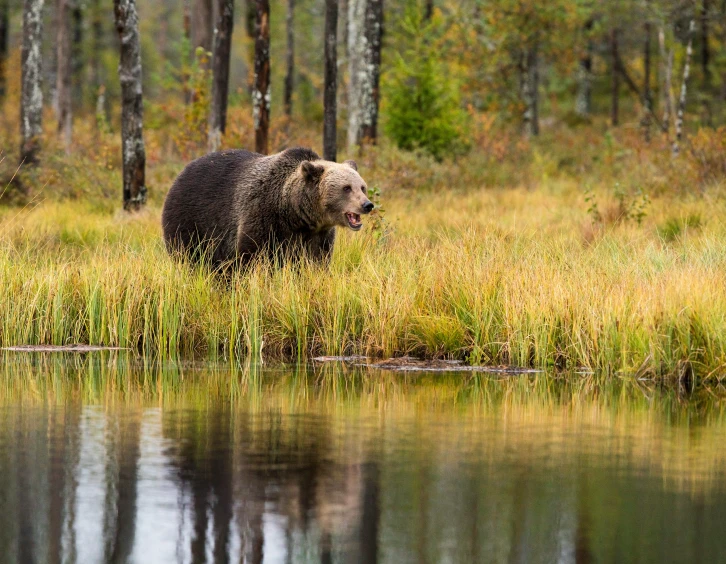 the bear is out by the pond and watching soing